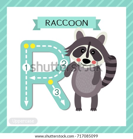 Letter R uppercase cute children colorful zoo and animals ABC alphabet tracing flashcard of Standing Raccoon for kids learning English vocabulary and handwriting vector illustration.