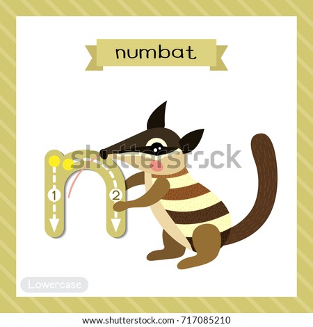Letter N lowercase cute children colorful zoo and animals ABC alphabet tracing flashcard of Numbat for kids learning English vocabulary and handwriting vector illustration.