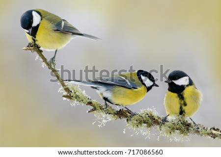 Three songbirds. Garden birds Great Tits, Parus major, black and yellow songbirds sitting on the nice lichen tree branch. Royalty-Free Stock Photo #717086560