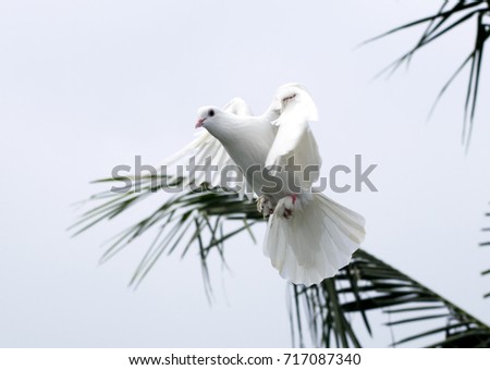 white pigeon dove flying in sky beautiful wing position isolated on white background
