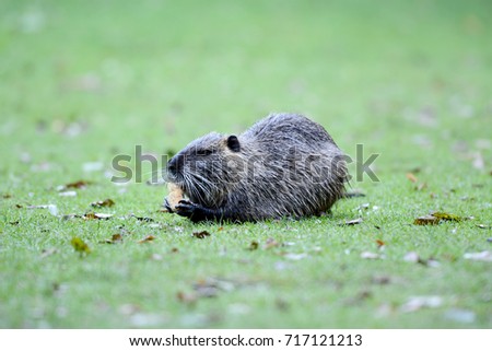 Portrait of a nutria, sitting in the grass, Europe. 