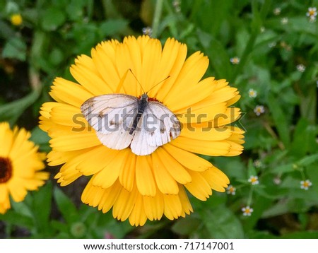 Large Cabbage White butterfly with opened wings sits on marigold flower against blurred background
