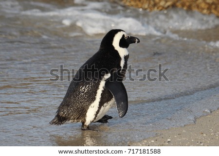 penguin going on a walk