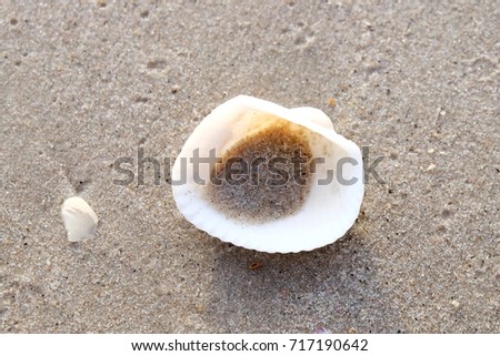 seashell of Meretrix meretrix (Linnaeus, 1758) Family Veneridae