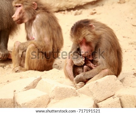  baboon mother with baby
