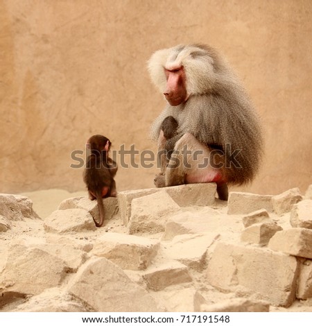 male baboon with baby