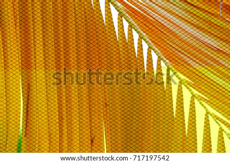Dried coconut leaf hanging from the tree with white sky and grain texture