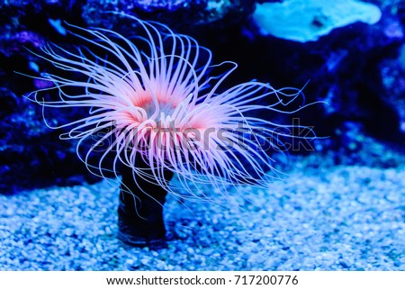 Sea anemones Royalty-Free Stock Photo #717200776