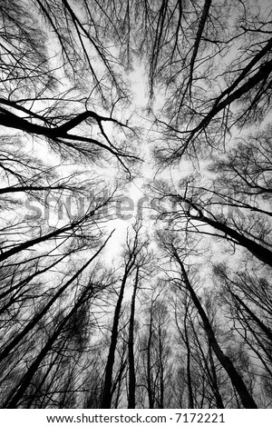 forest trees after fire - black and white