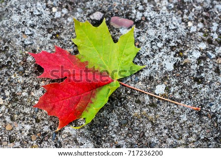Close-up of maple autumn leaf on the asphalt