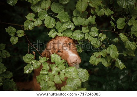 Red-haired dog peeps out. Nova Scotia Duck Tolling Retriever in nature