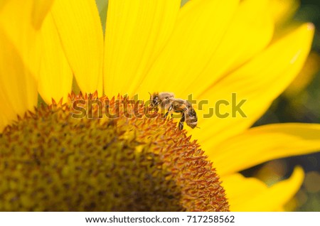 Bee on a sun flower collecting nectar. Close up picture, bright colors and details