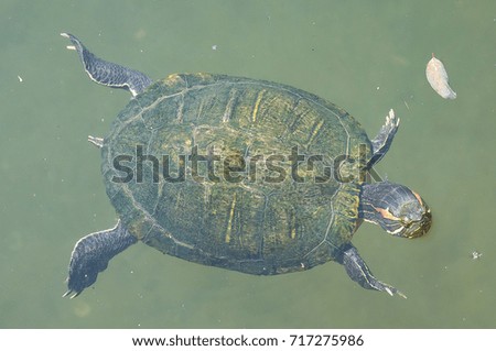 japanese green turtle