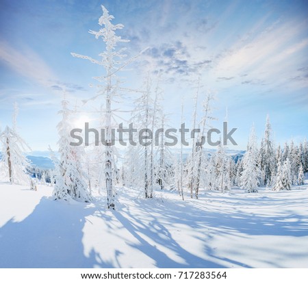Picturesque and gorgeous wintry scene winter landscape. Location place Carpathian national park, Ukraine. Happy New Year Beauty world.