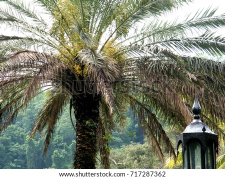 Date palm tree