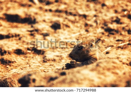 Close-up of a brown prairie dog