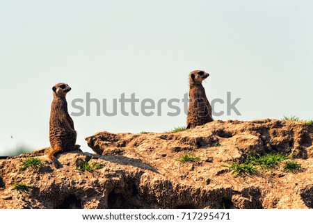 The meerkat or suricate (Suricata suricatta) is a small carnivoran belonging to the mongoose family (Herpestidae)