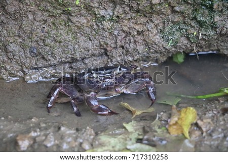 portrait view of crab inside dirty water 