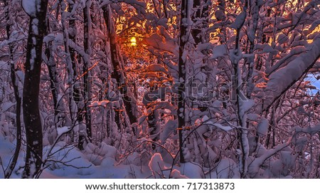 snow-covered trees after a snowfall at sunset