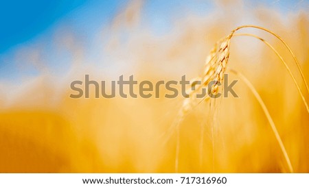 Photo of wheat crop on blurred background