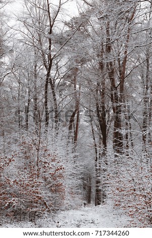 winter wonderland with snow in the woods