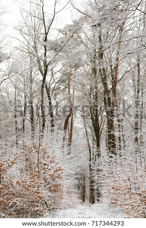 winter wonderland with snow in the woods