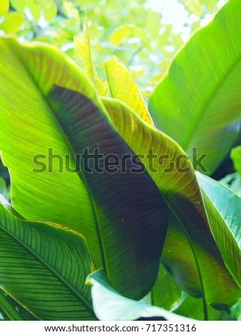 Tropical leaves.