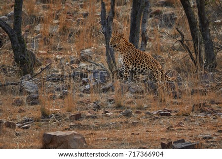 Indian leopard, Panthera pardus fusca hidden in typical dry environment of Ranthambore national park, India. Wildlife in India.  