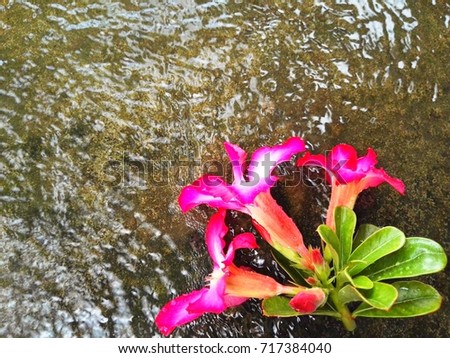 colourful flower on water  background