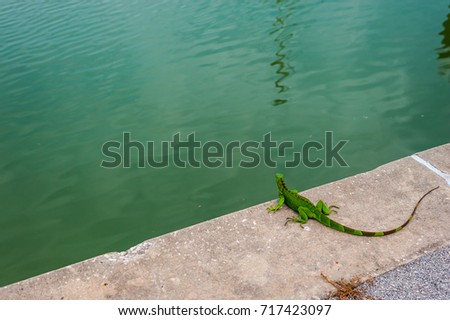 iguana on the dock 