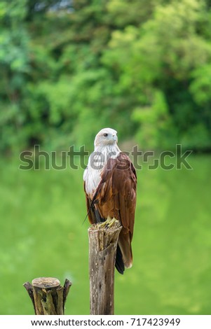 Red eagle Thailand sitting on tree branch and green nature background.