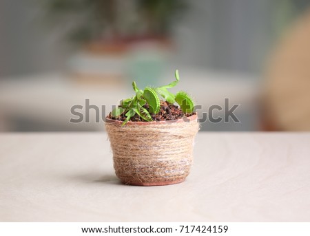 Dionaea muscipula in pot on blurred background