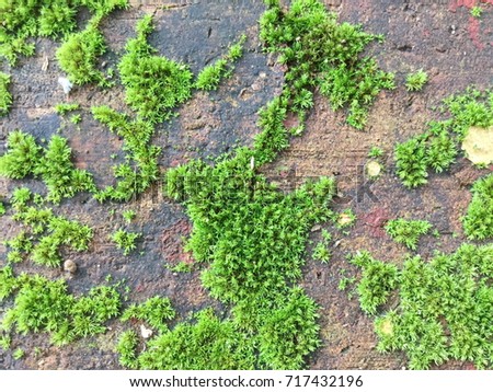 Green moss on old concrete floor
