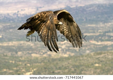 Aquila chrysaetos. Golden eagle.