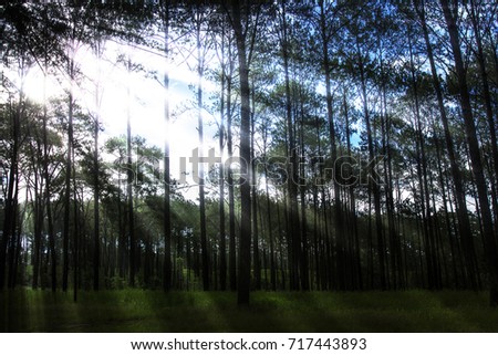 Sunlight in the morning of the pine forest the beautiful