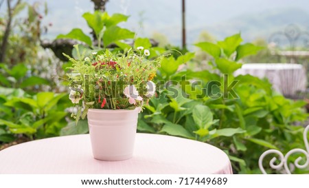 Flower in a white pot on a table.