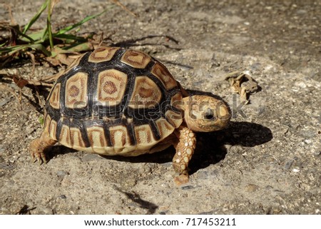 Baby Leopard tortoise sunbathe on ground with his protective shell ,cute animal pictures make you smile ,Beautiful Baby Tortoise