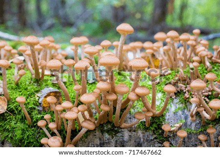 mushrooms honey agarics in a forest on a tree