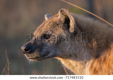 Spotted Hyena closeup