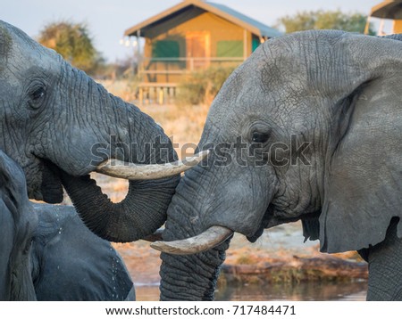Two African elephants drinking head to head at waterhole with safari tent in background, Botswana, Africa