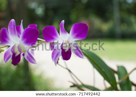 Royal Orchid flowers