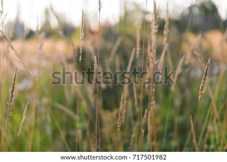 Dry grass in a forest glade