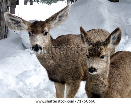 Mother deer and fawn on a wet and wintry day