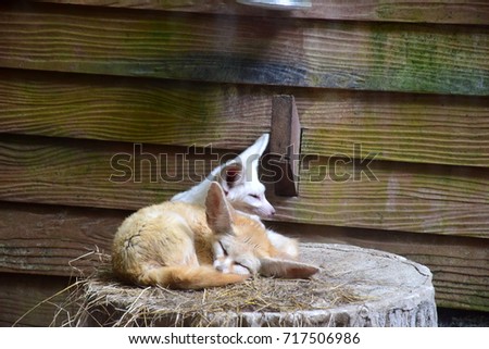 Fennec fox(Vulpes zerda) sitting on the wood, that is small nocturnal fox found in Sahara of North Africa. Its most distinctive feature is its unusually large ears, which also serve to dissipate heat.