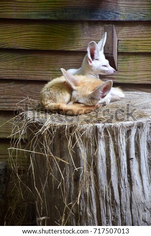 Fennec fox(Vulpes zerda) sitting on the wood, that is small nocturnal fox found in Sahara of North Africa. Its most distinctive feature is its unusually large ears, which also serve to dissipate heat.