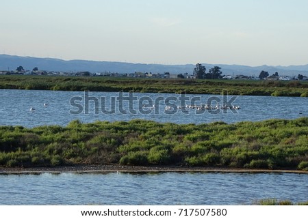 Delta de l'Ebre, Catalonia, landscape of river with birds and flamingos