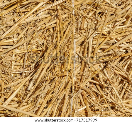 Texture of golden hay in the sun. Stock background of hay.