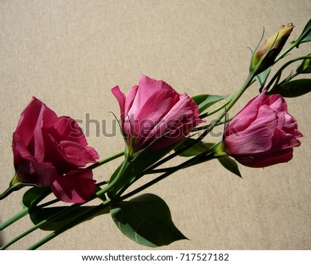 Festive bouquet. Pink flowers. Eustoma.