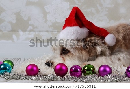 little havanese is lying in the studio with christmas decoration