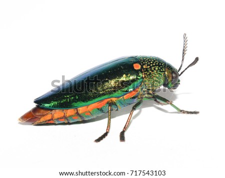 Green insect (Sternocera aequisignata) on a white background.